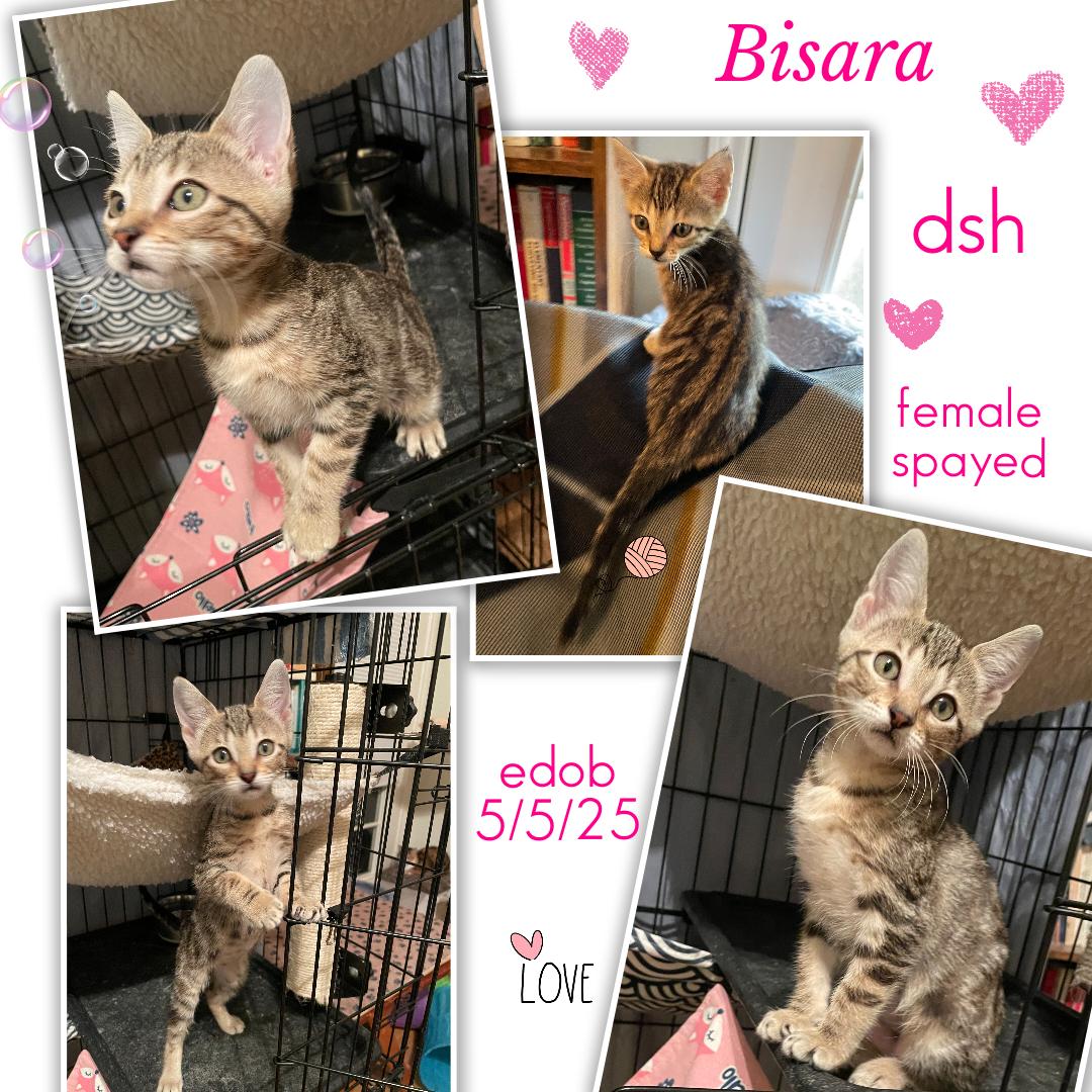 Bisara OR13936-T, a Adoptable mixed breed in Beaverton, OR image 2/5