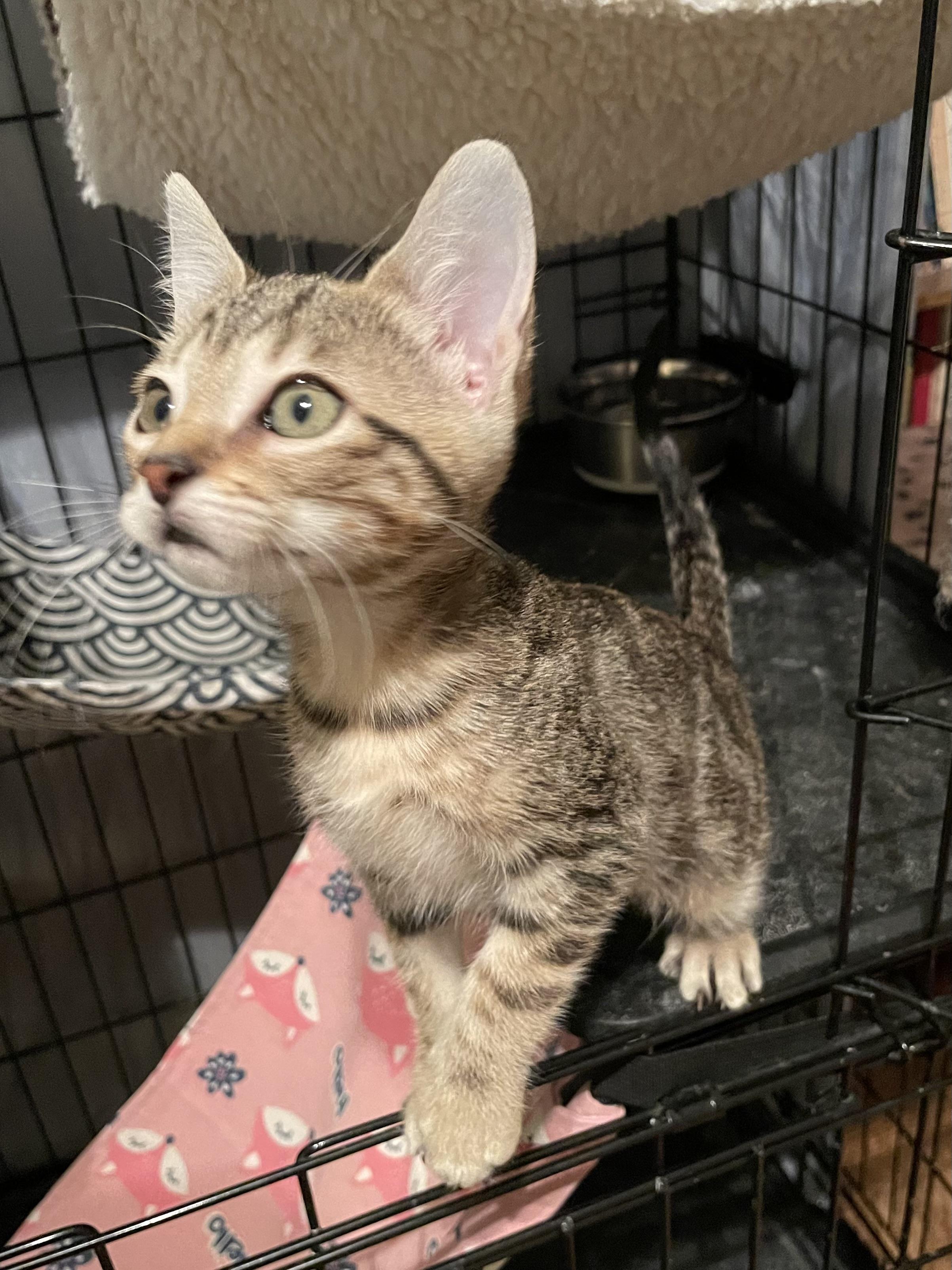 Bisara OR13936-T, a Adoptable mixed breed in Beaverton, OR image 4/5