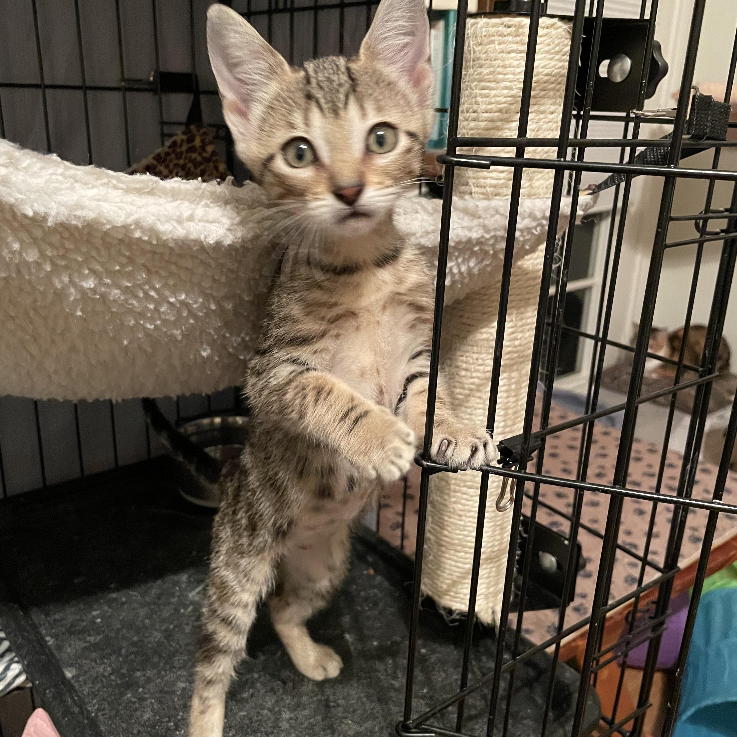 Bisara OR13936-T, a Adoptable mixed breed in Beaverton, OR image 3/5