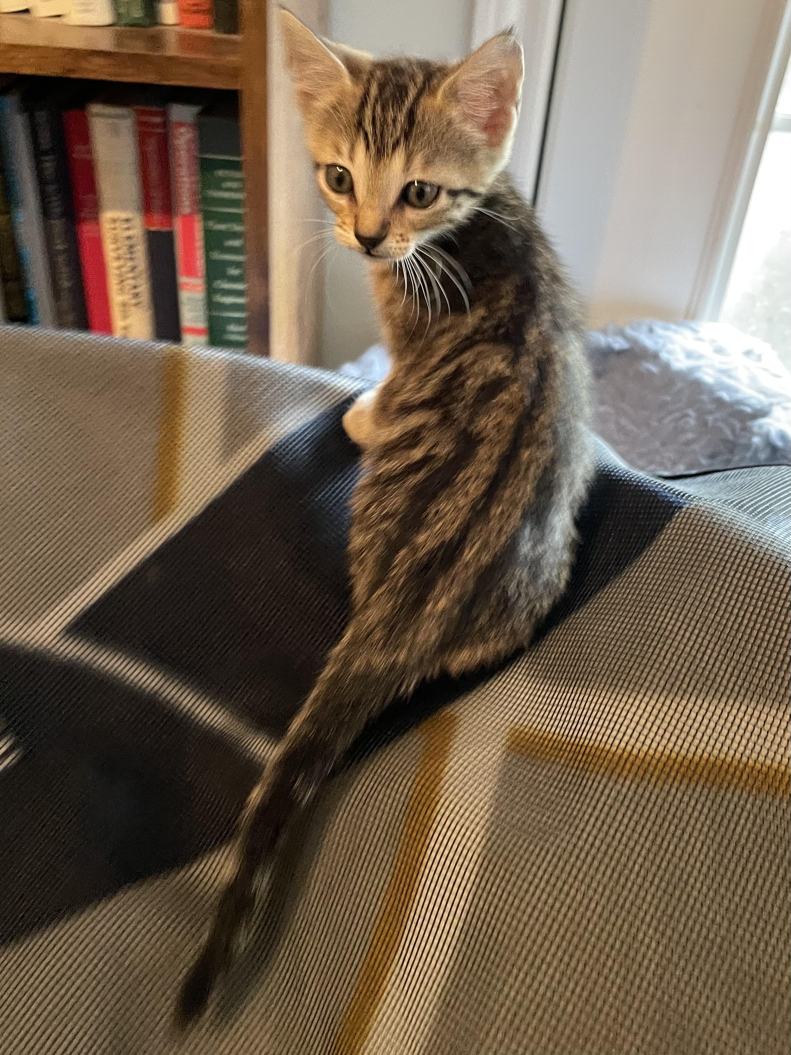 Bisara OR13936-T, a Adoptable mixed breed in Beaverton, OR image 5/5