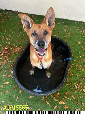Enlarge ZUKO, a Adoptable mixed breed in West Palm Beach, FL image 1/1
