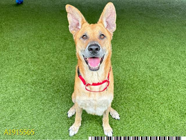 Enlarge ZUKO, a Adoptable mixed breed in West Palm Beach, FL image 1/1