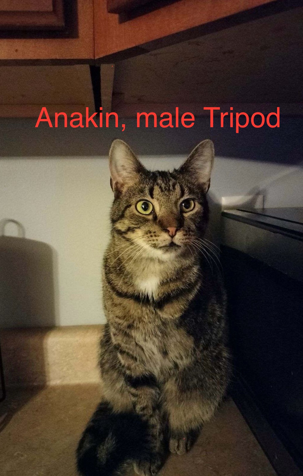 Skittles (F) & Anakin (M) - Tripod, a Adoptable Domestic Short Hair in Covington, KY image 4/6