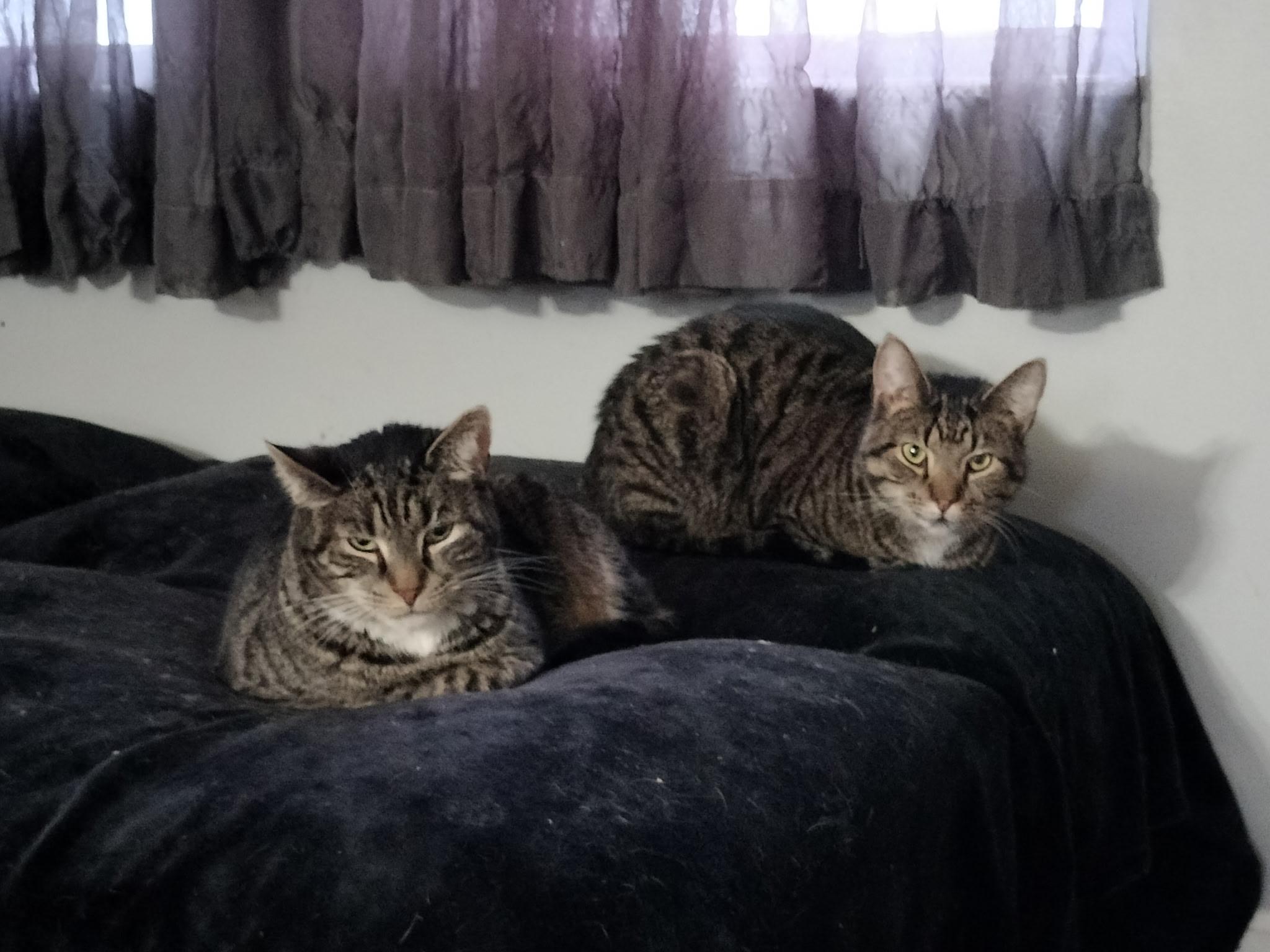 Skittles (F) & Anakin (M) - Tripod, Adoptable, Adult Female Domestic Short Hair.