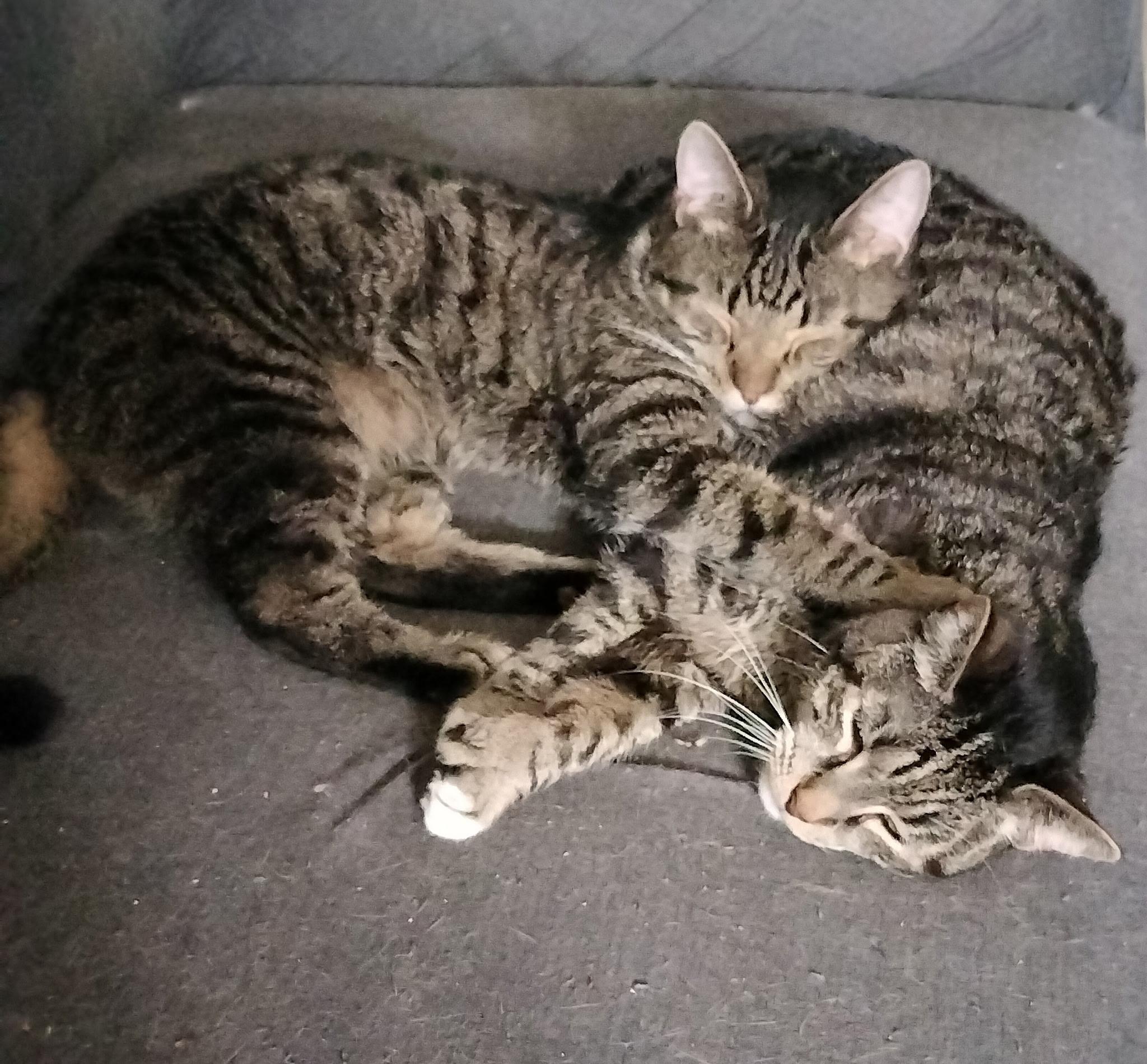 Enlarge Skittles (F) & Anakin (M) - Tripod, a Adoptable Domestic Short Hair in Covington, KY image 2/6