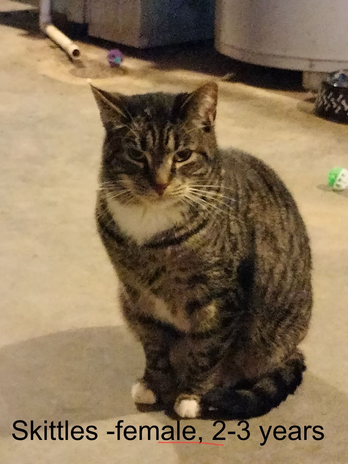 Skittles (F) & Anakin (M) - Tripod, a Adoptable Domestic Short Hair in Covington, KY image 6/6