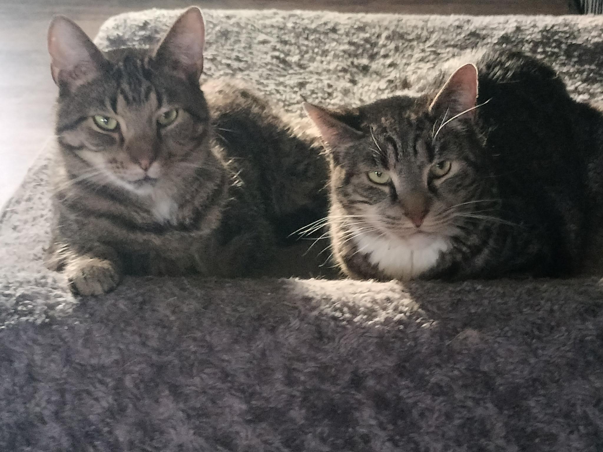 Skittles (F) & Anakin (M) - Tripod, Adoptable, Adult Female Domestic Short Hair.
