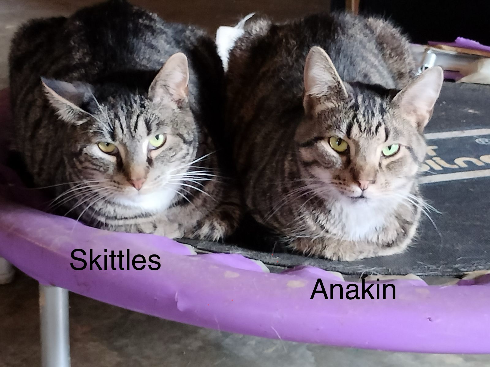 Skittles (F) & Anakin (M) - Tripod, Adoptable, Adult Female Domestic Short Hair.