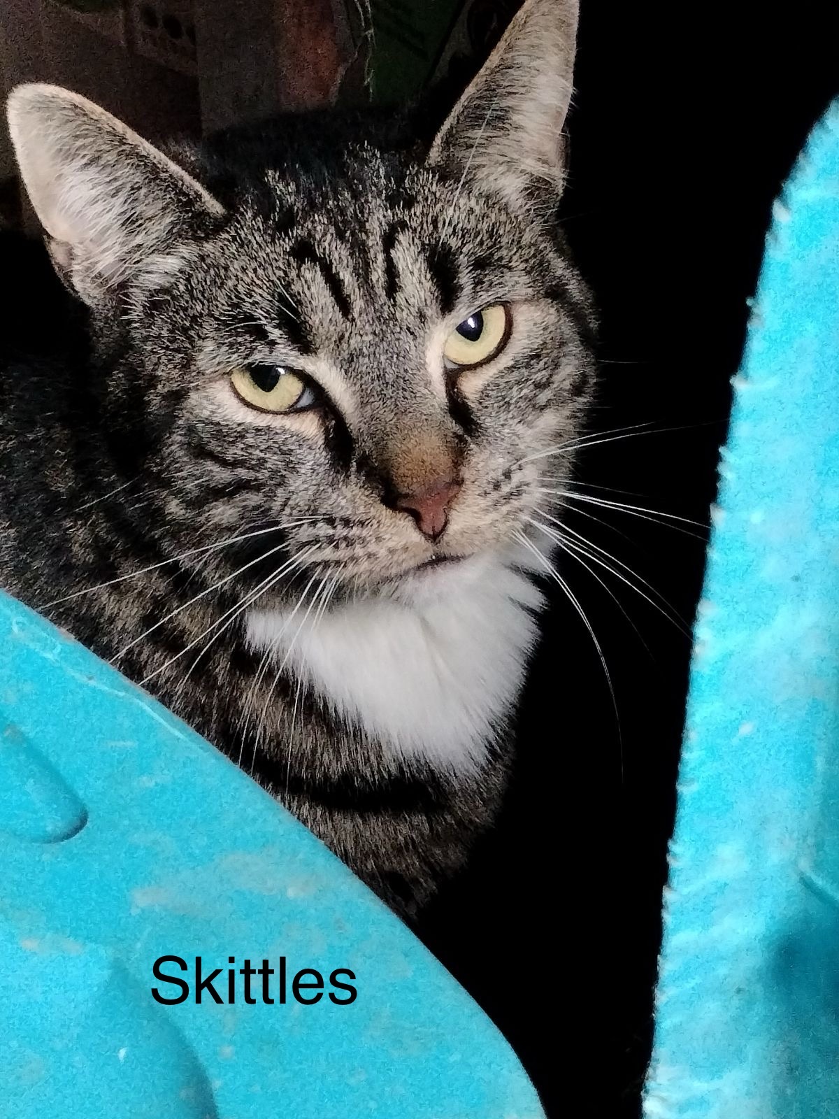 Skittles (F) & Anakin (M) - Tripod, a Adoptable Domestic Short Hair in Covington, KY image 5/6