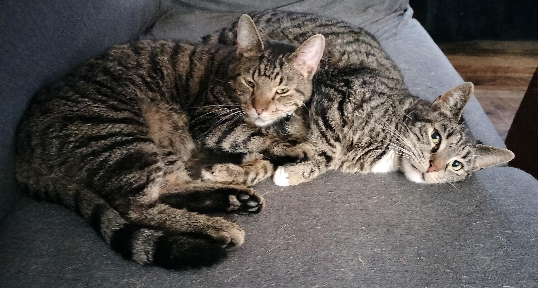 Skittles (F) & Anakin (M) - Tripod, a Adoptable Domestic Short Hair in Covington, KY image 2/6