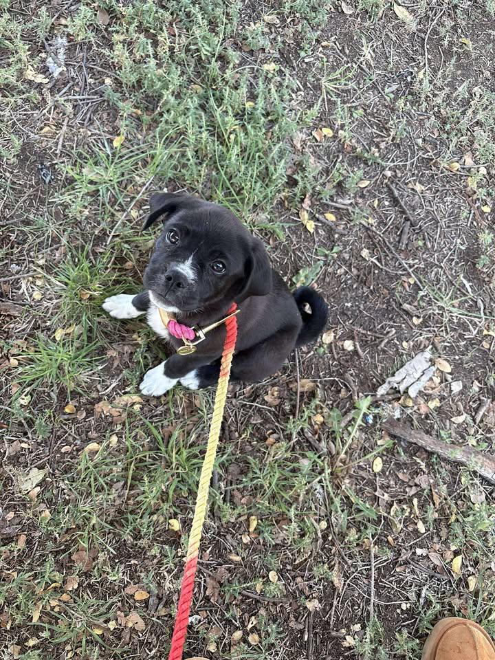 Enlarge Dahlila, a Adopted mixed breed in Ulysses, KS image 1/1