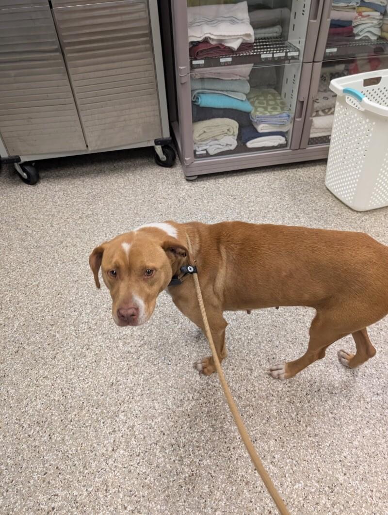 Sandy Mae, a Adoptable mixed breed in Supply, NC image 1/3