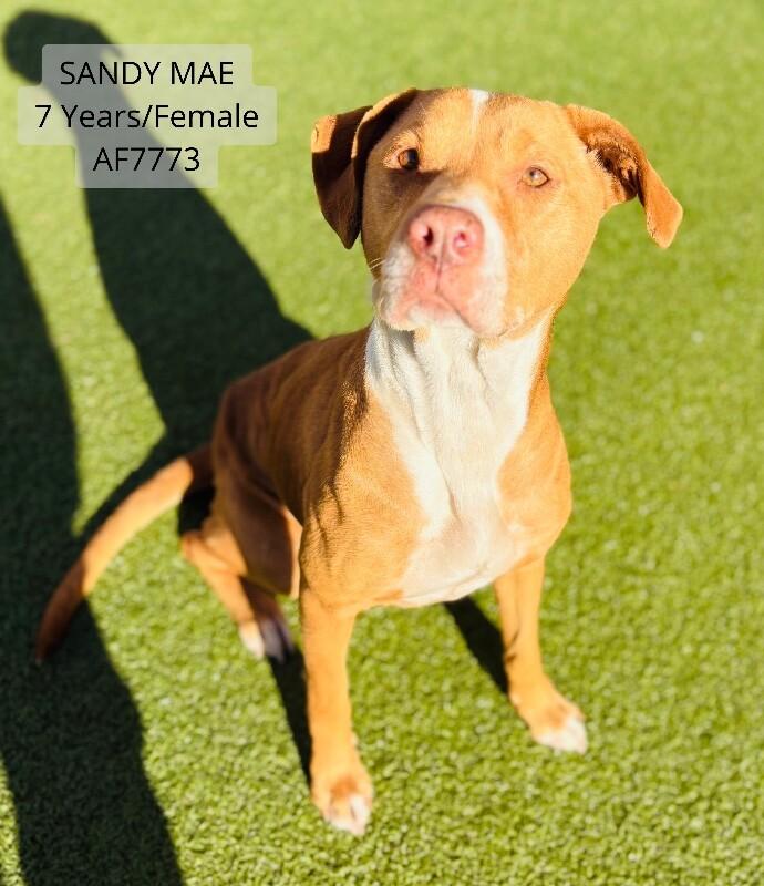 Sandy Mae, a Adoptable mixed breed in Supply, NC image 3/3