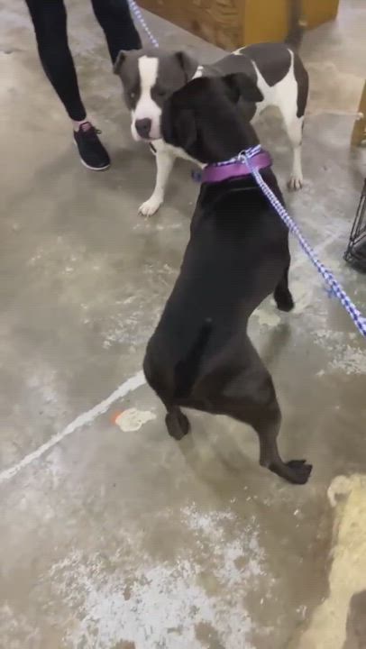 Enlarge Blue, a Adopted Pit Bull Terrier in Ball, LA video 5/9