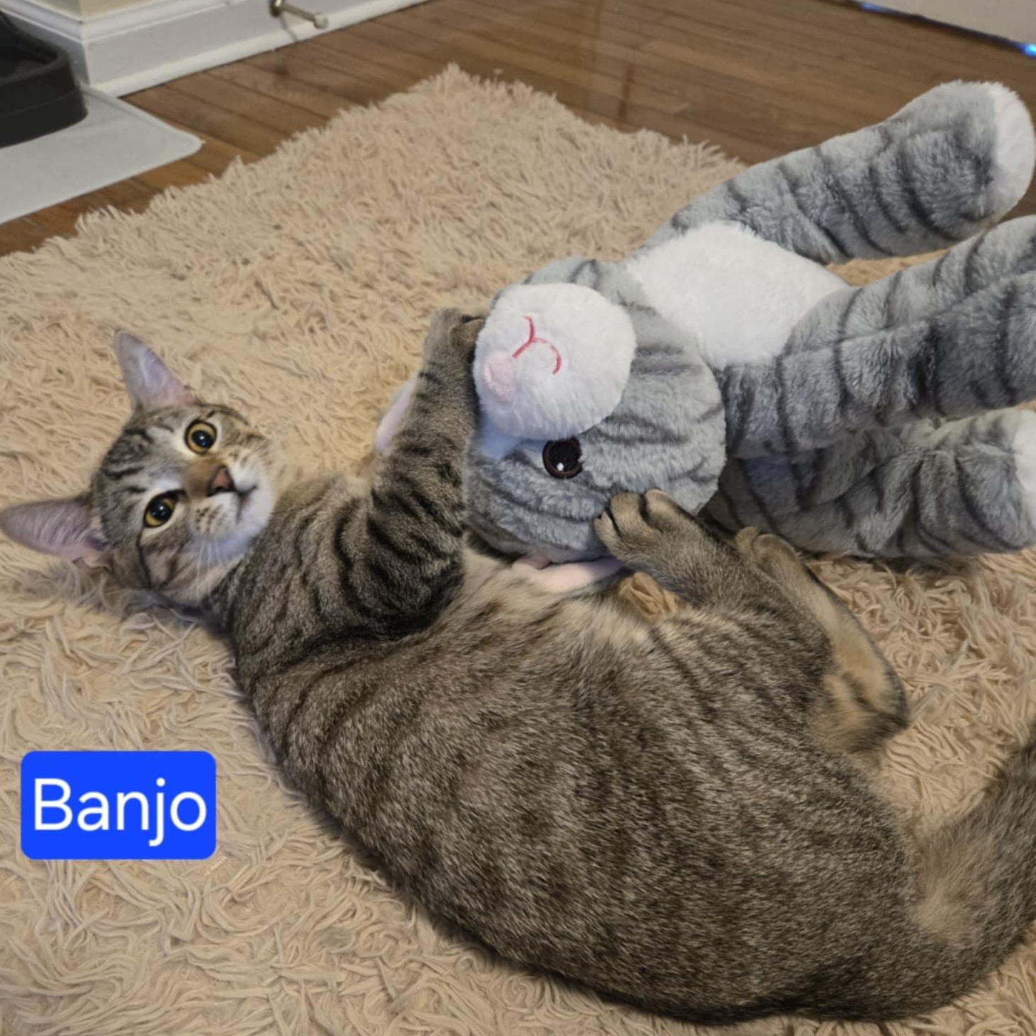 Banjo