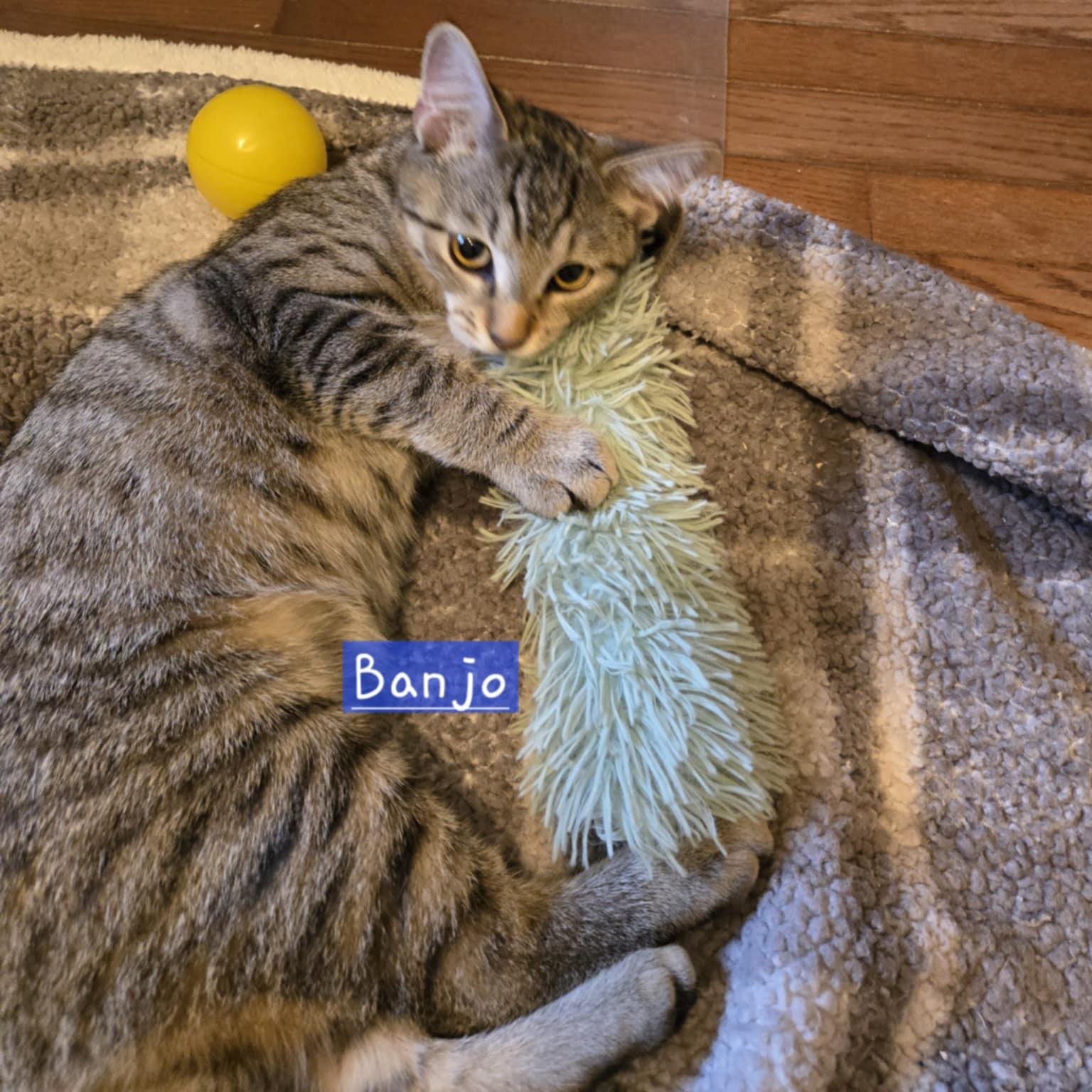 Enlarge Banjo, a Adoptable Domestic Short Hair in Warwick, RI image 2/3
