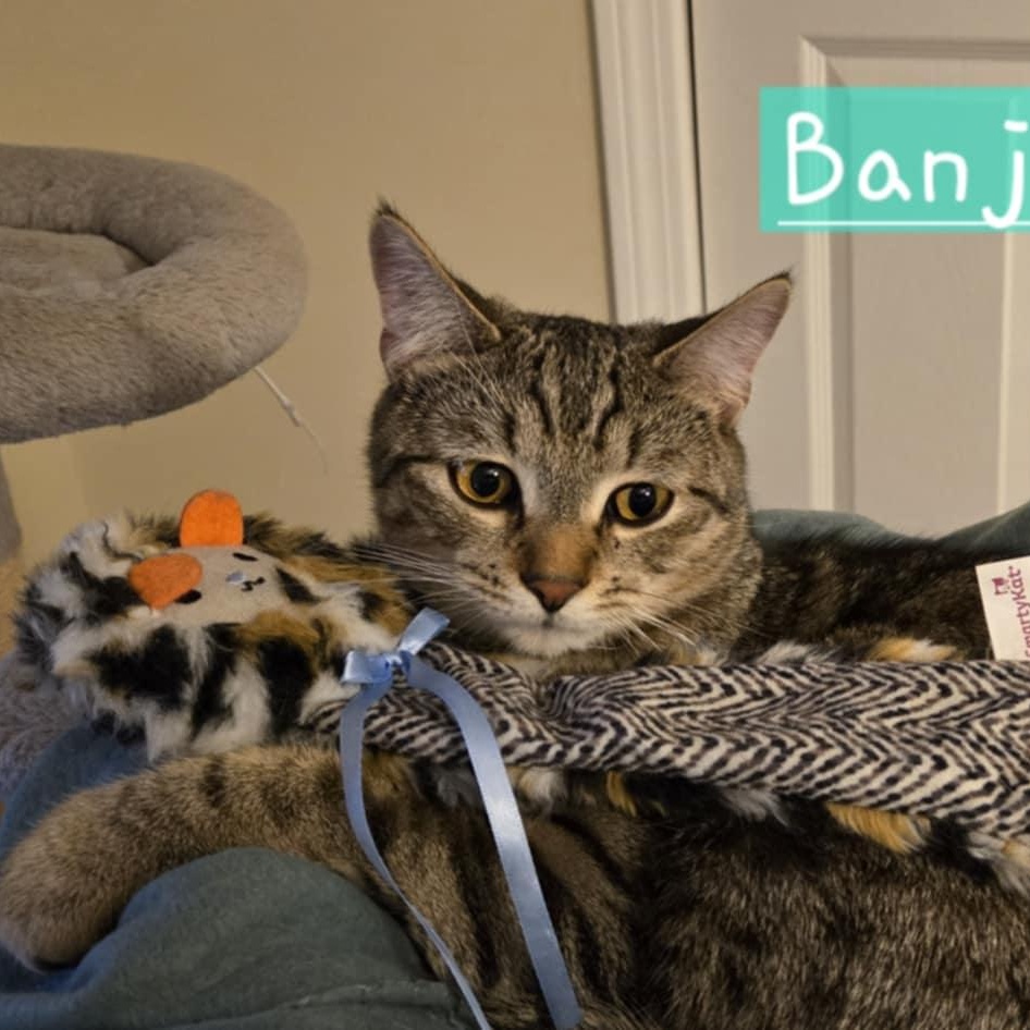 Enlarge Banjo, a Adoptable Domestic Short Hair in Warwick, RI image 3/3