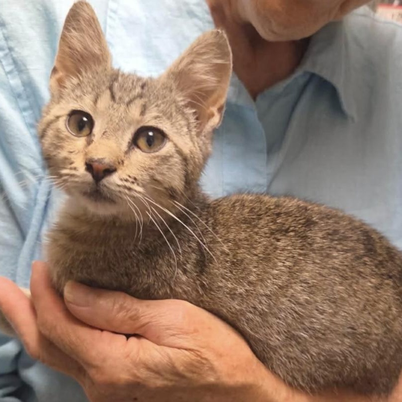 Ricky, Adoptable, Young Male Domestic Short Hair.