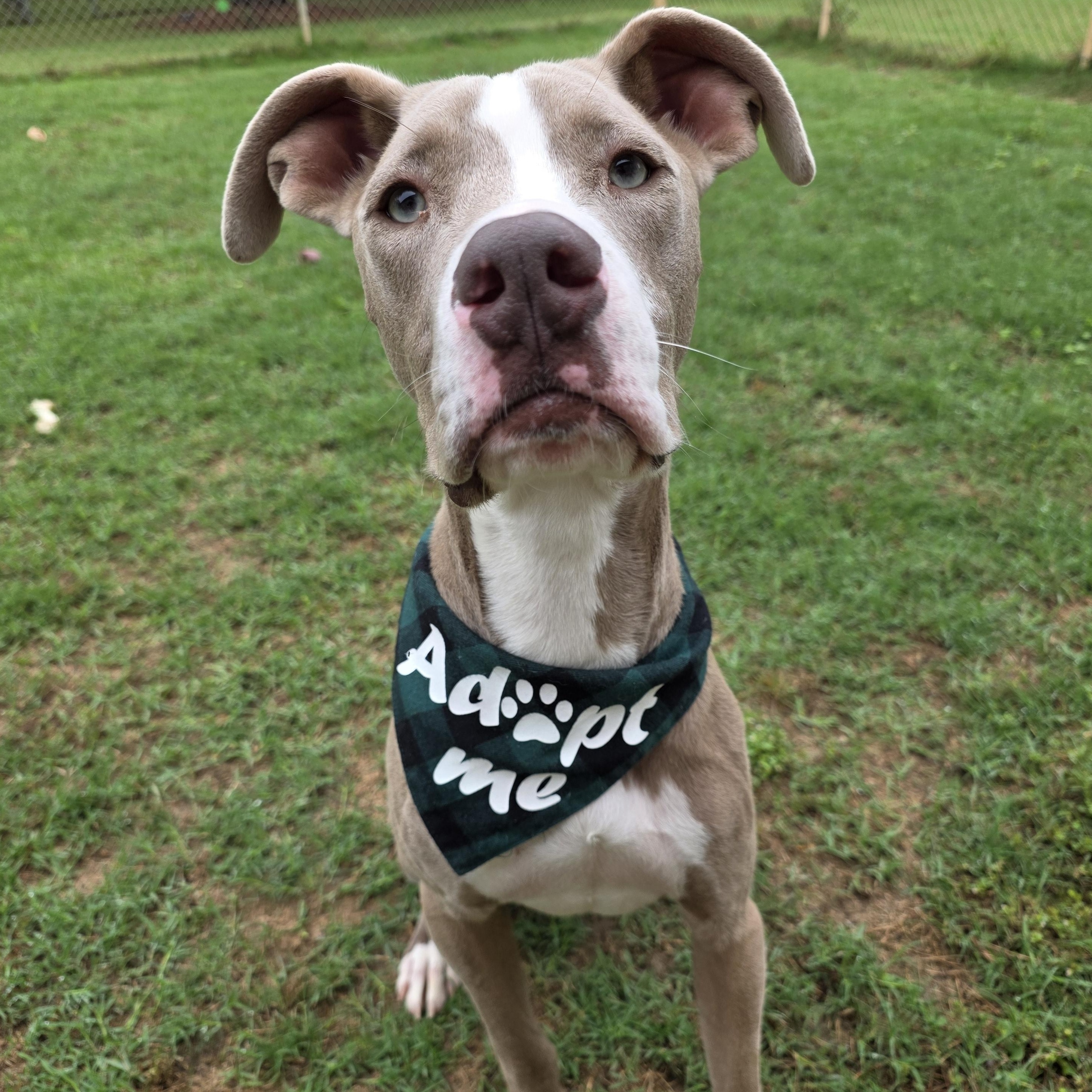Enlarge Duke, a Adoptable mixed breed in Monticello, FL image 3/3