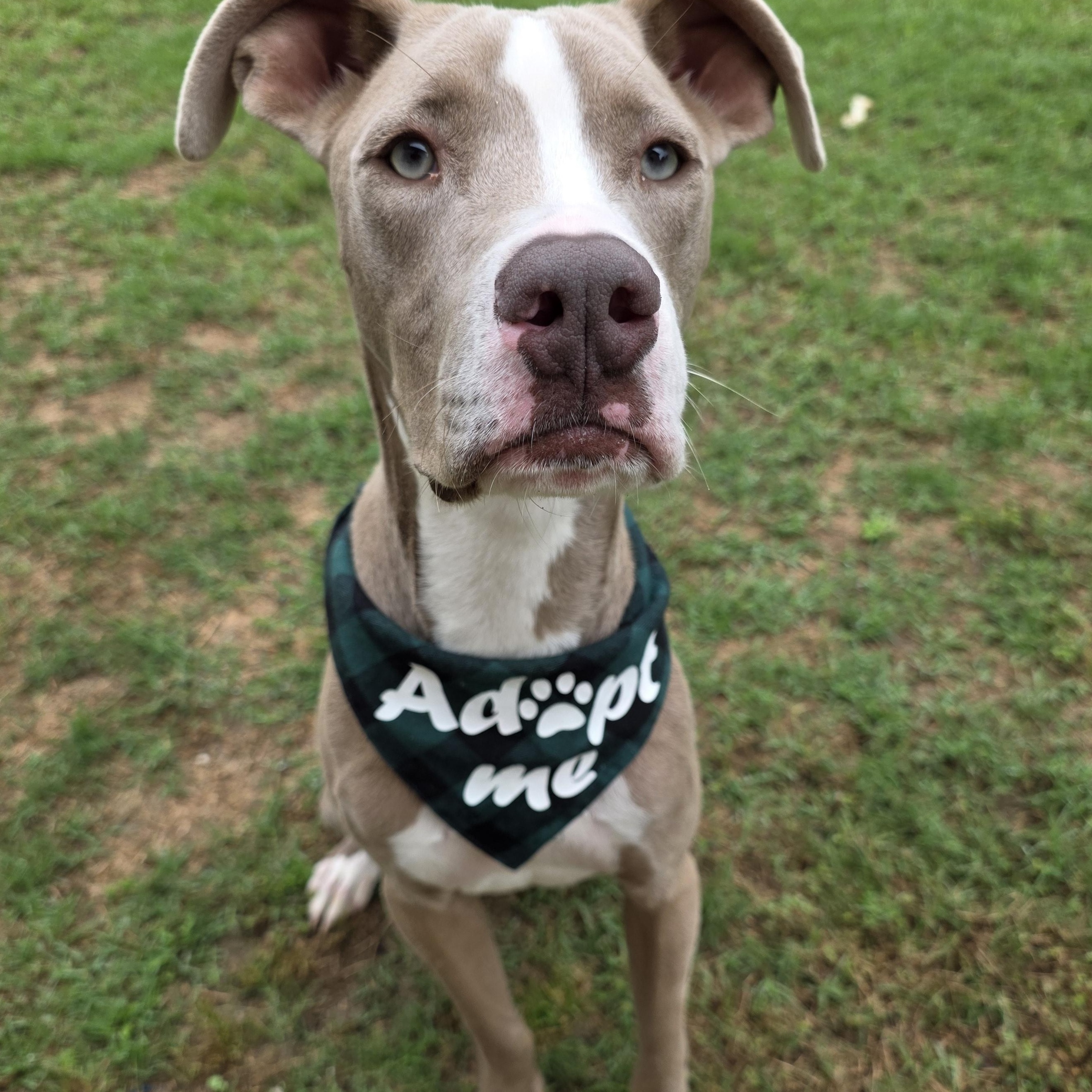Enlarge Duke, a Adoptable mixed breed in Monticello, FL image 1/3