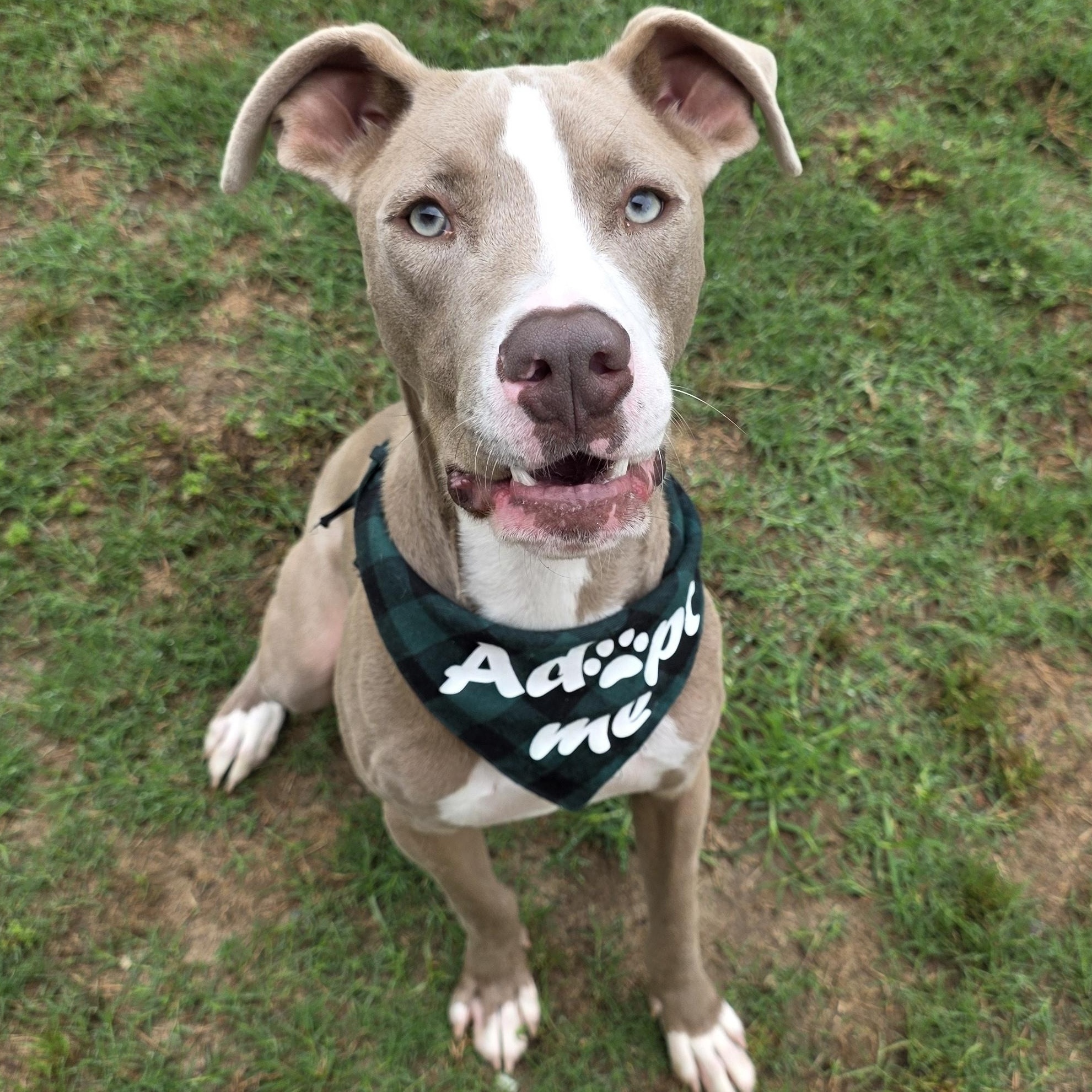 Enlarge Duke, a Adoptable mixed breed in Monticello, FL image 2/3