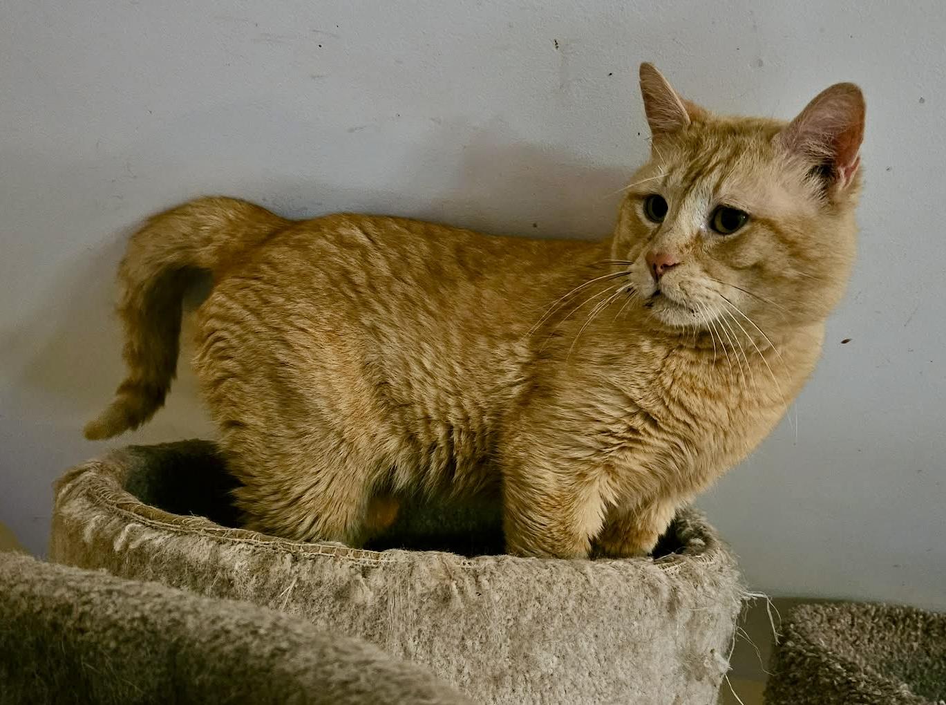 Enlarge Wu-Tang, a ADOPTABLE Domestic Short Hair in Myrtle Beach, SC image 1/4