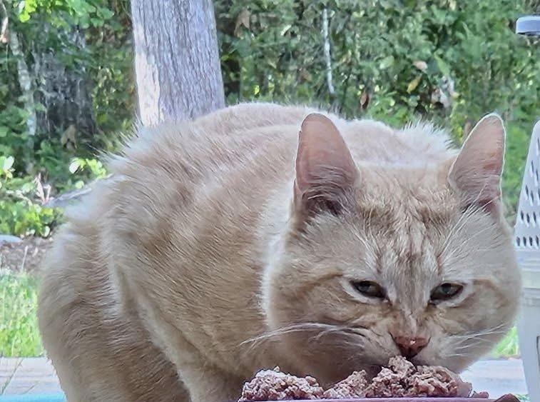 Enlarge Wu-Tang, a ADOPTABLE Domestic Short Hair in Myrtle Beach, SC image 3/4