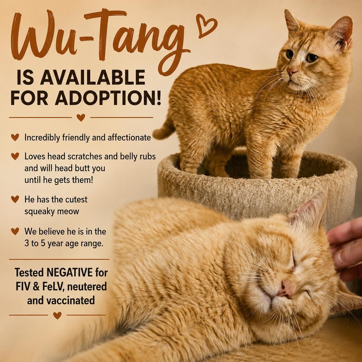 Enlarge Wu-Tang, a ADOPTABLE Domestic Short Hair in Myrtle Beach, SC image 4/4