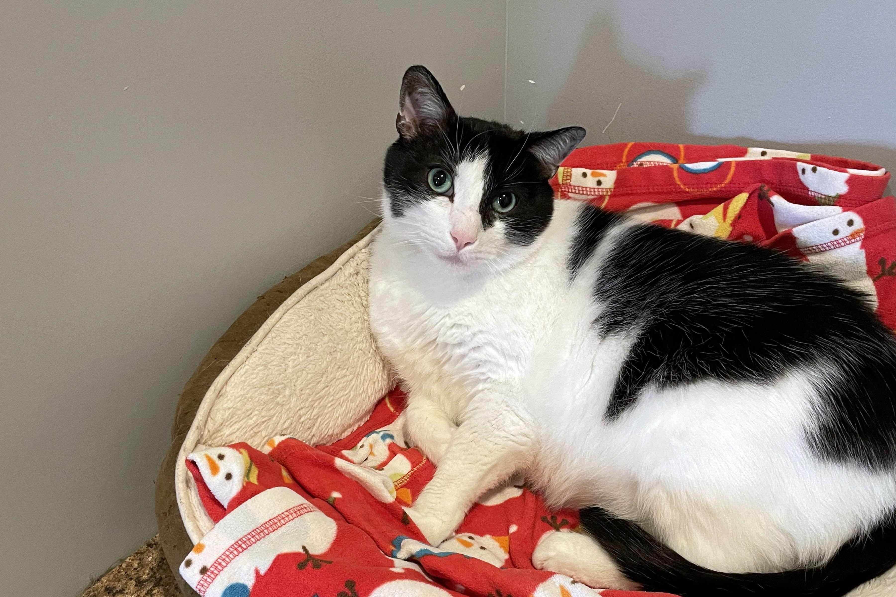 Enlarge Bo, a ADOPTABLE Domestic Short Hair in Lincoln, NE image 3/3
