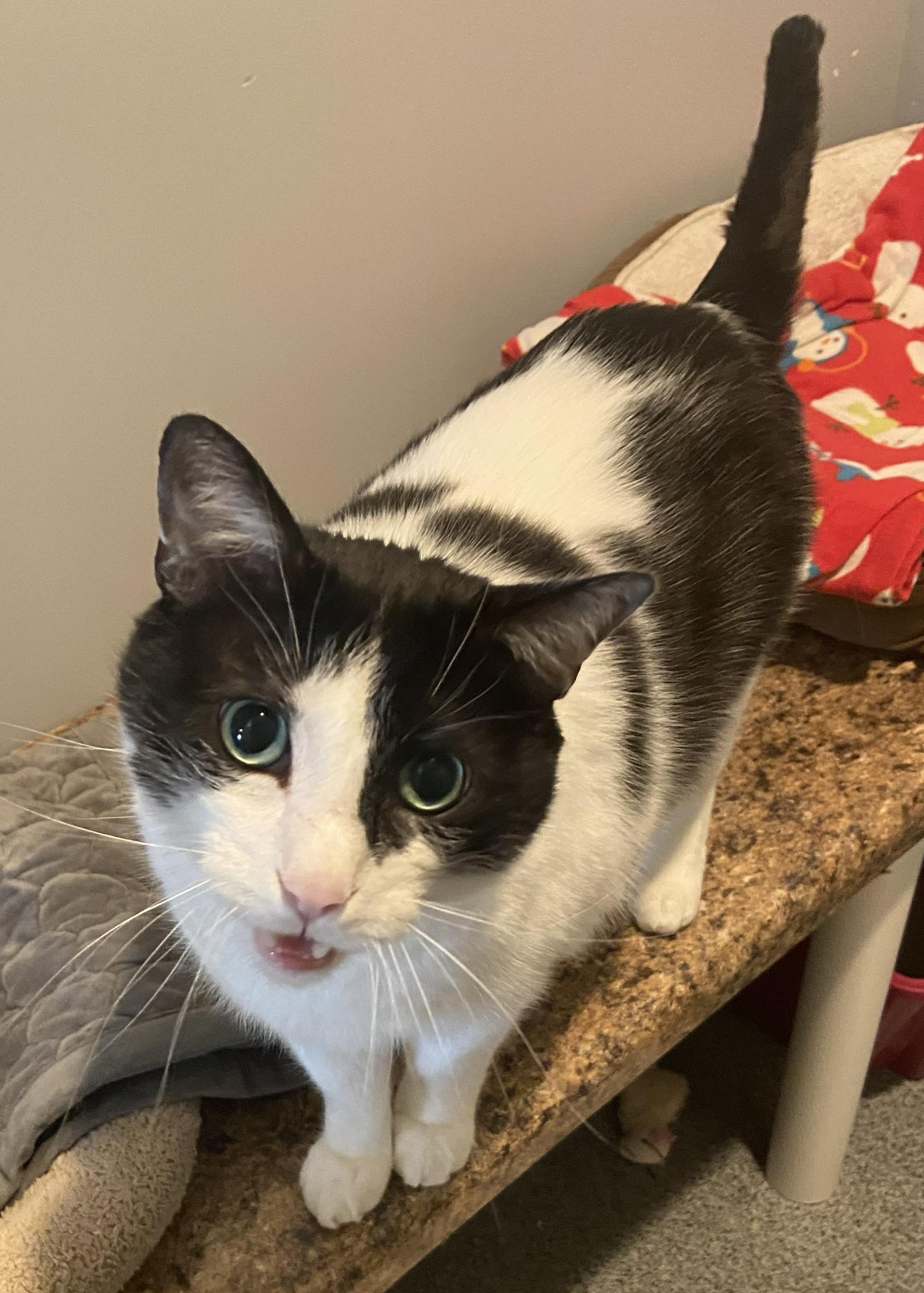 Bo, ADOPTABLE, Adult Male Domestic Short Hair.