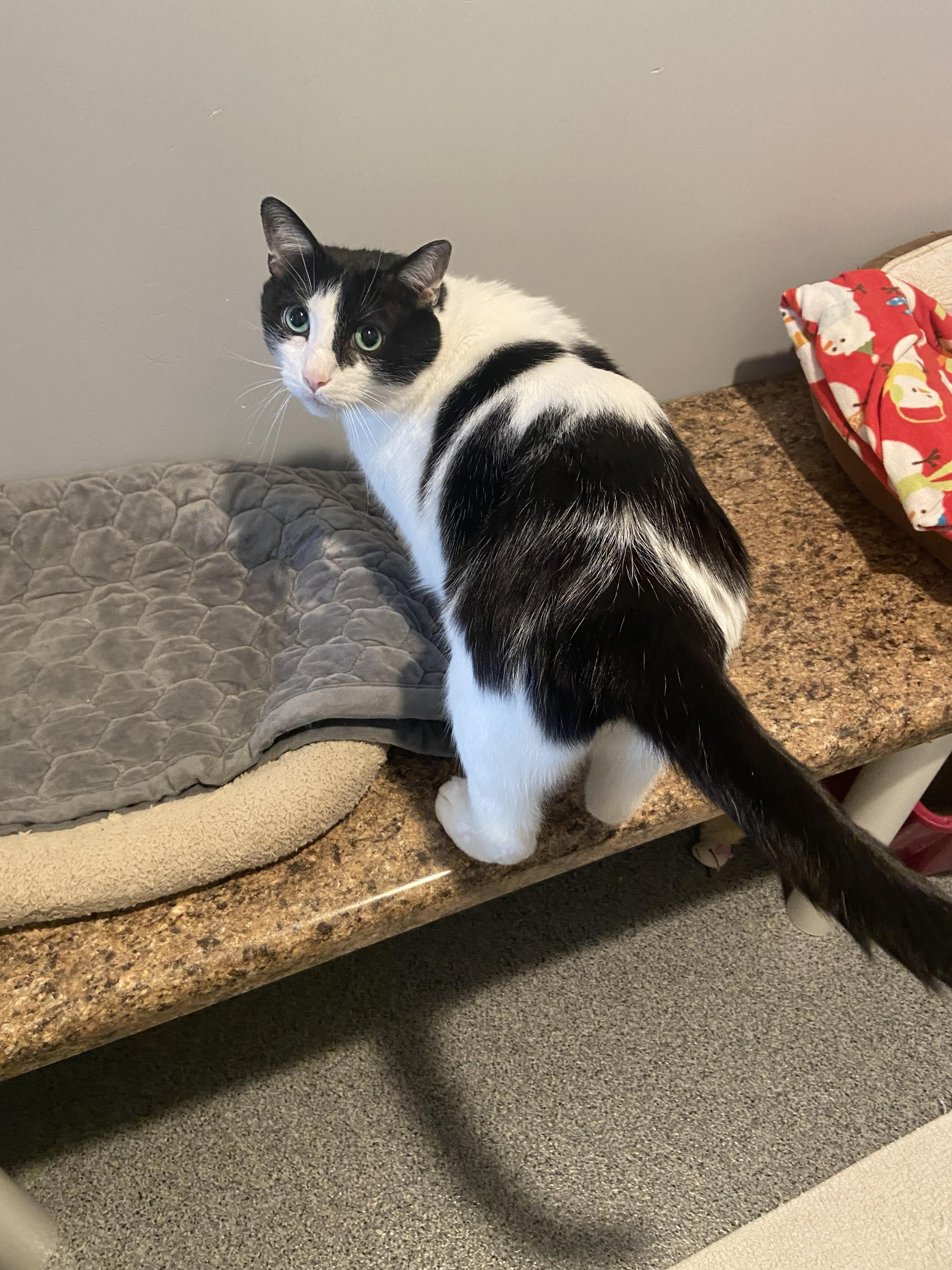 Bo, ADOPTABLE, Adult Male Domestic Short Hair.