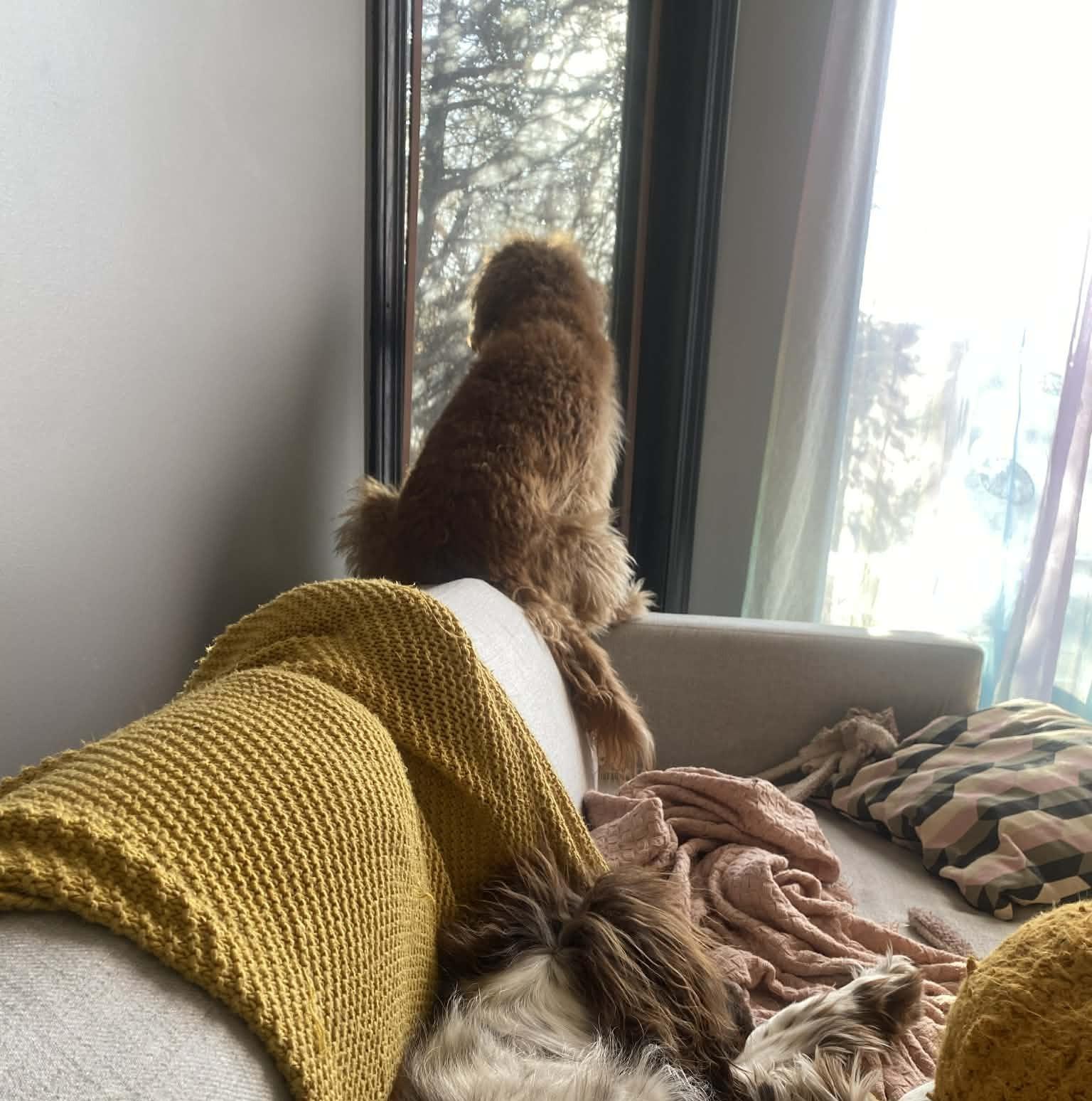 Coco, a ADOPTABLE mixed breed in Calgary, AB image 3/5