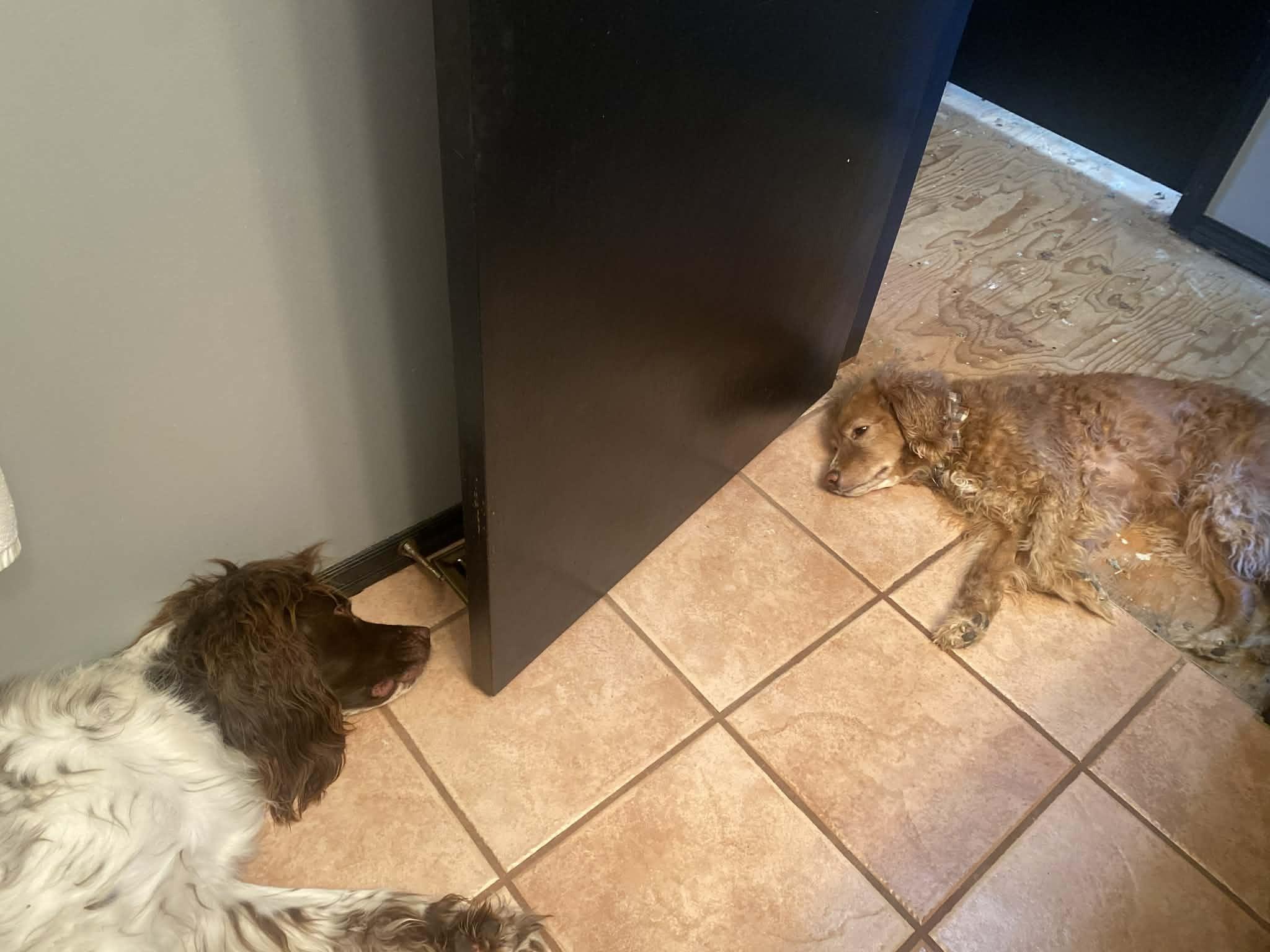 Coco, a ADOPTABLE mixed breed in Calgary, AB image 2/5