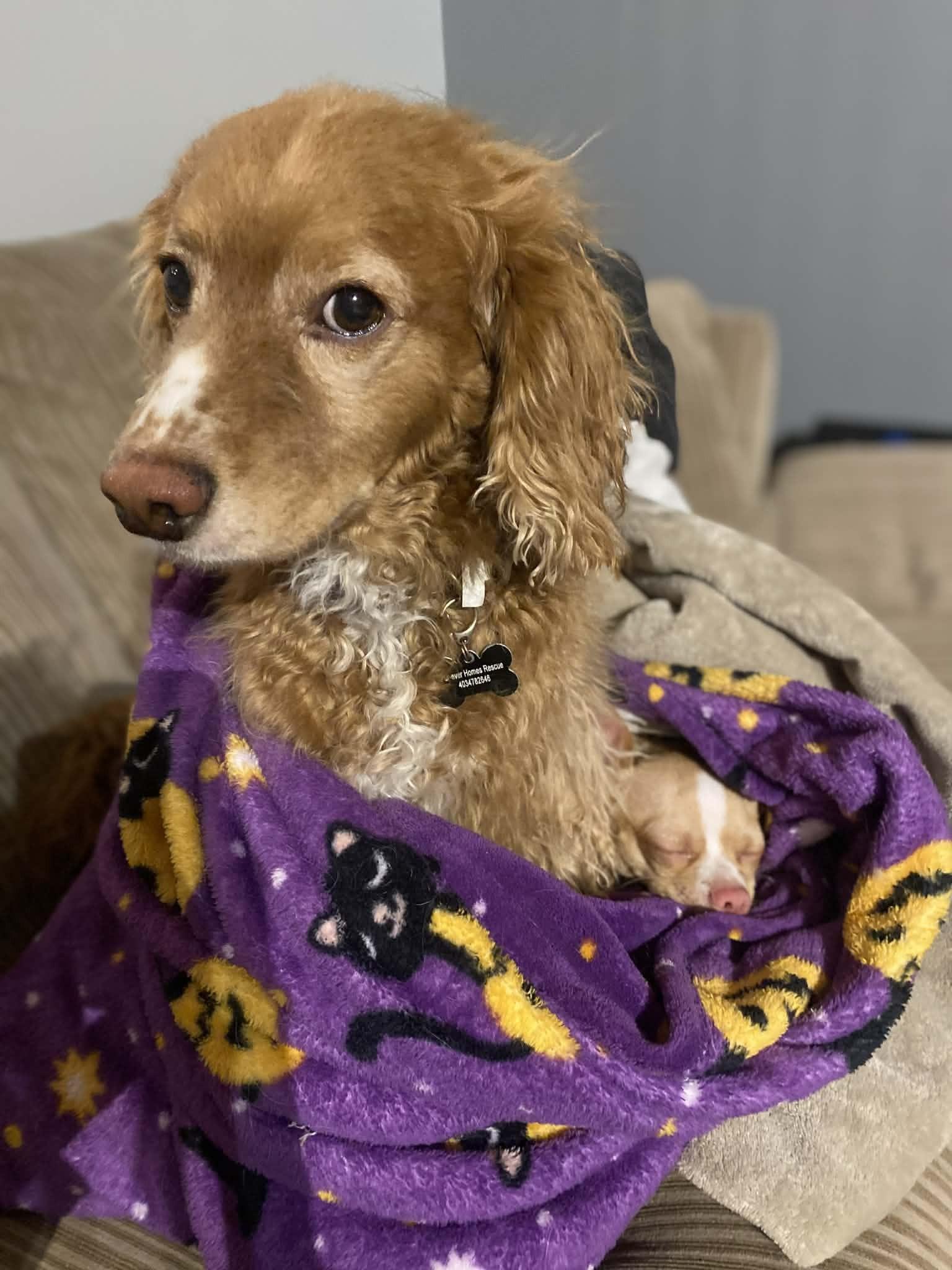 Coco, a ADOPTABLE mixed breed in Calgary, AB image 1/5