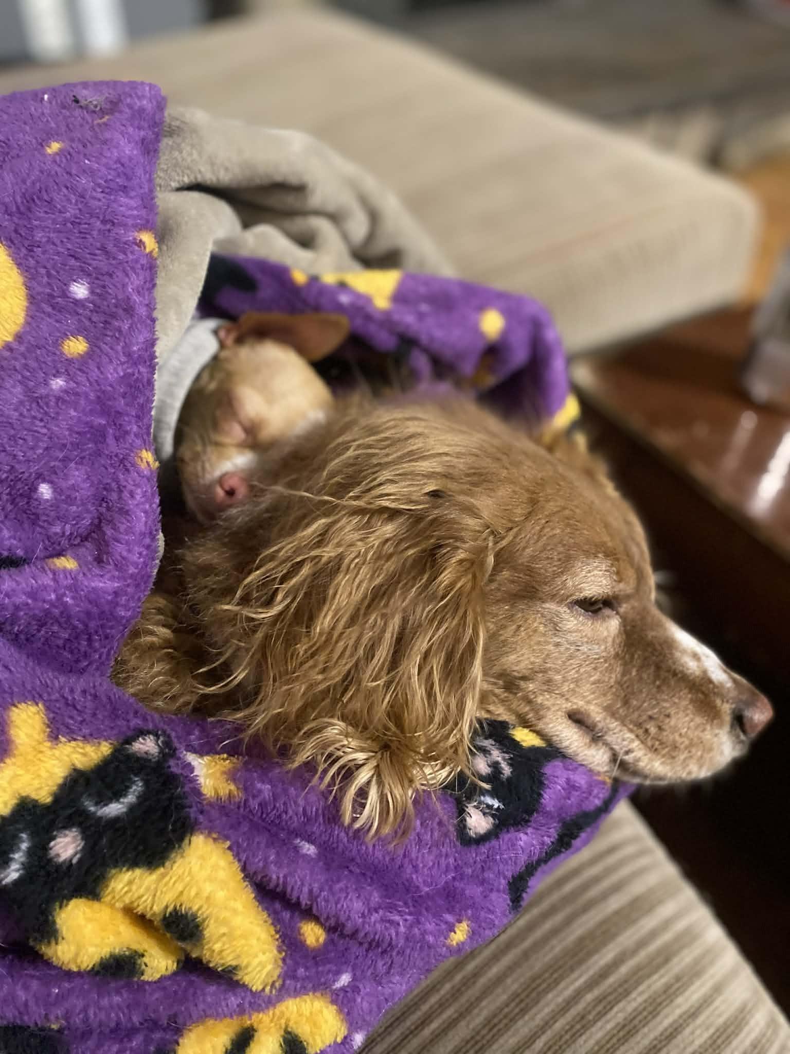 Coco, a ADOPTABLE mixed breed in Calgary, AB image 4/5