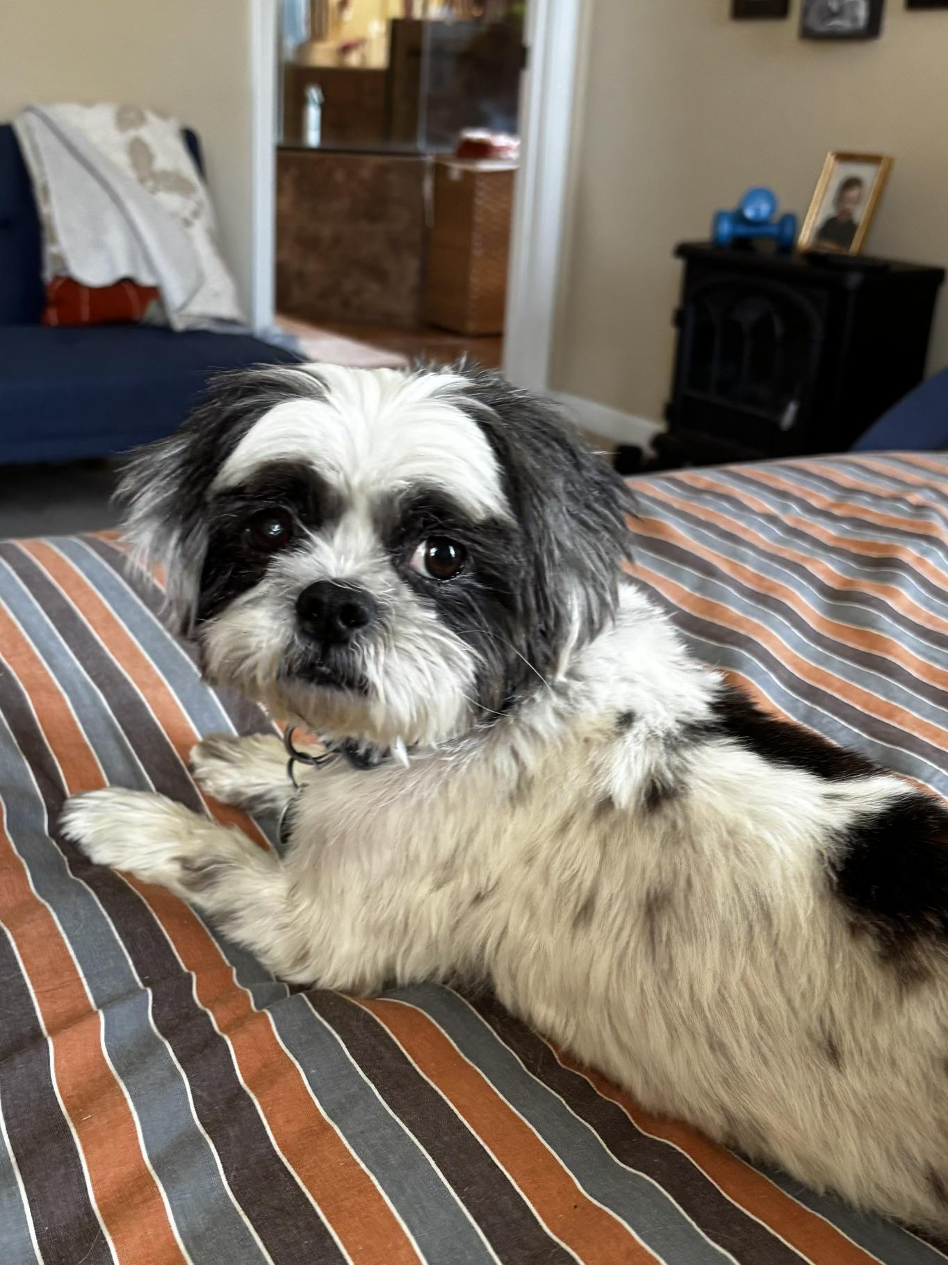Enlarge Margaret, a Adoptable Shih Tzu in Memphis, TN image 4/4