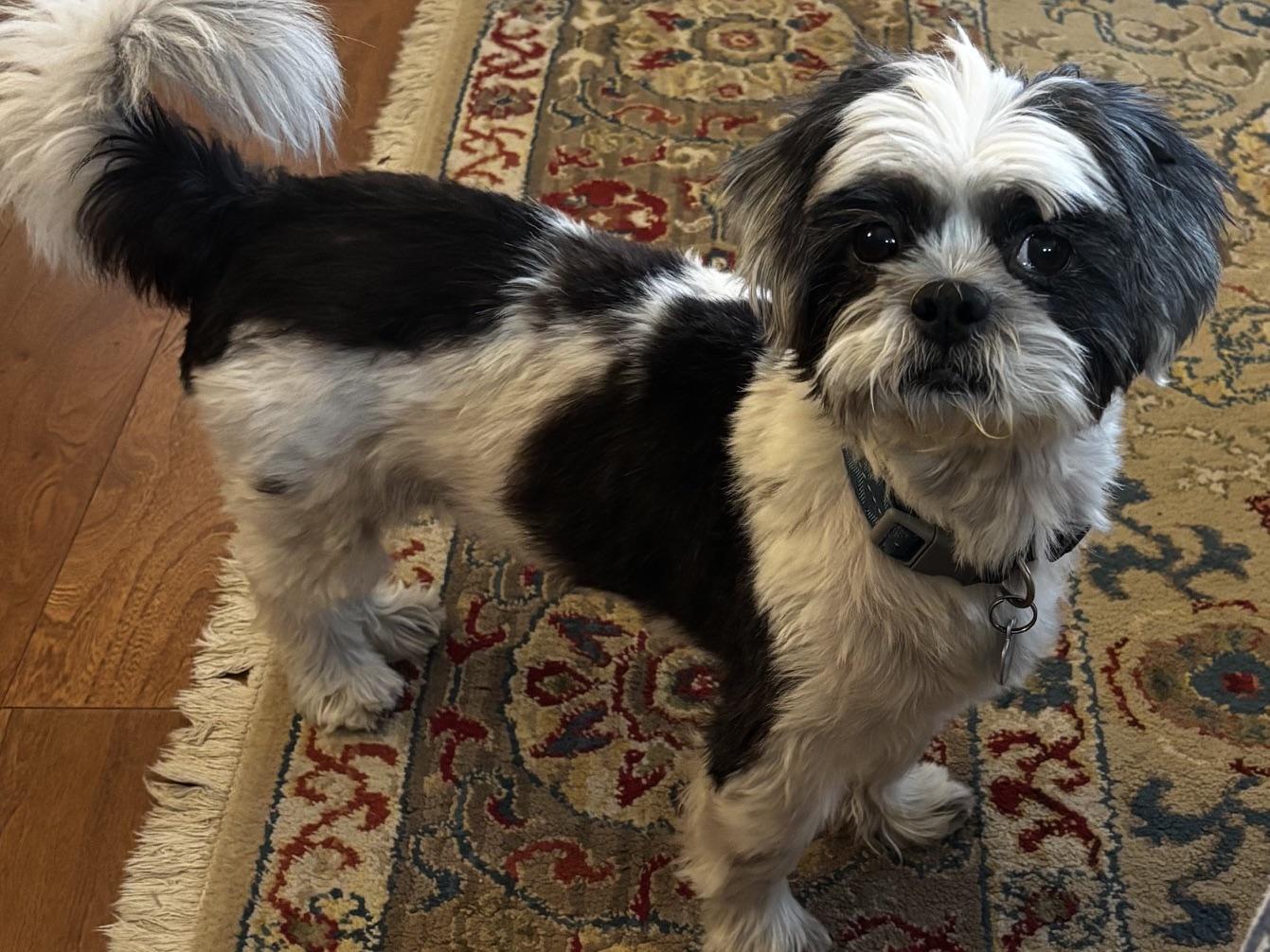 Enlarge Margaret, a Adoptable Shih Tzu in Memphis, TN image 2/4