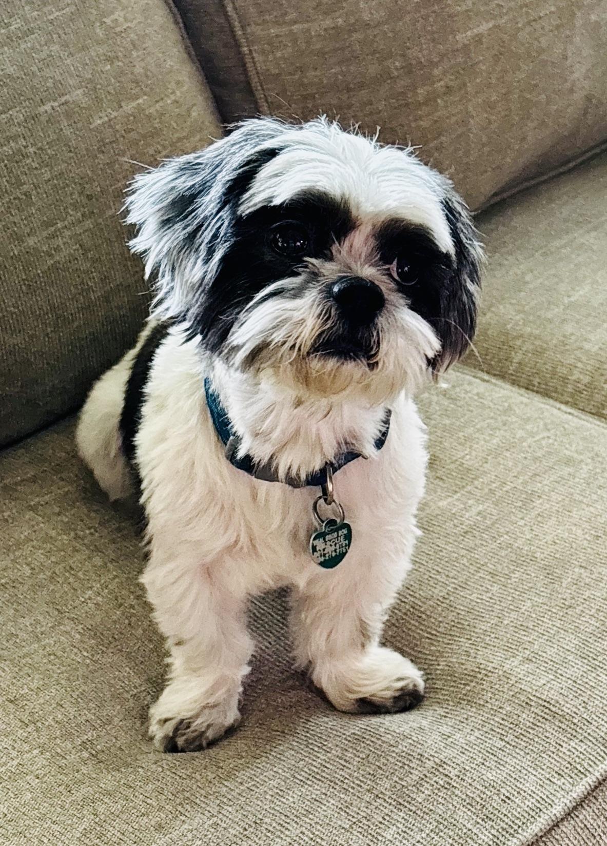 Enlarge Margaret, a Adoptable Shih Tzu in Memphis, TN image 3/4