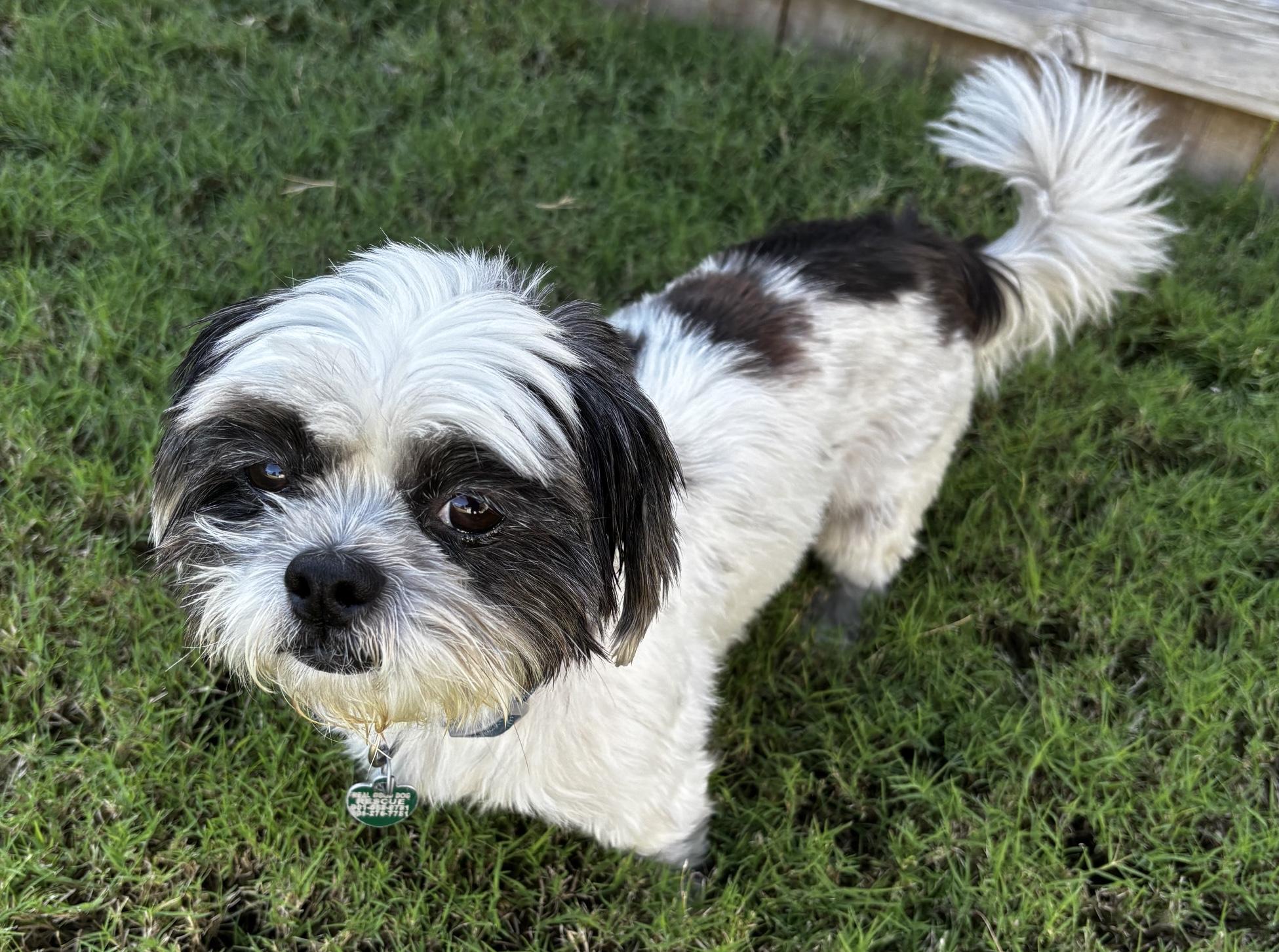 Enlarge Margaret, a Adoptable Shih Tzu in Memphis, TN image 1/4