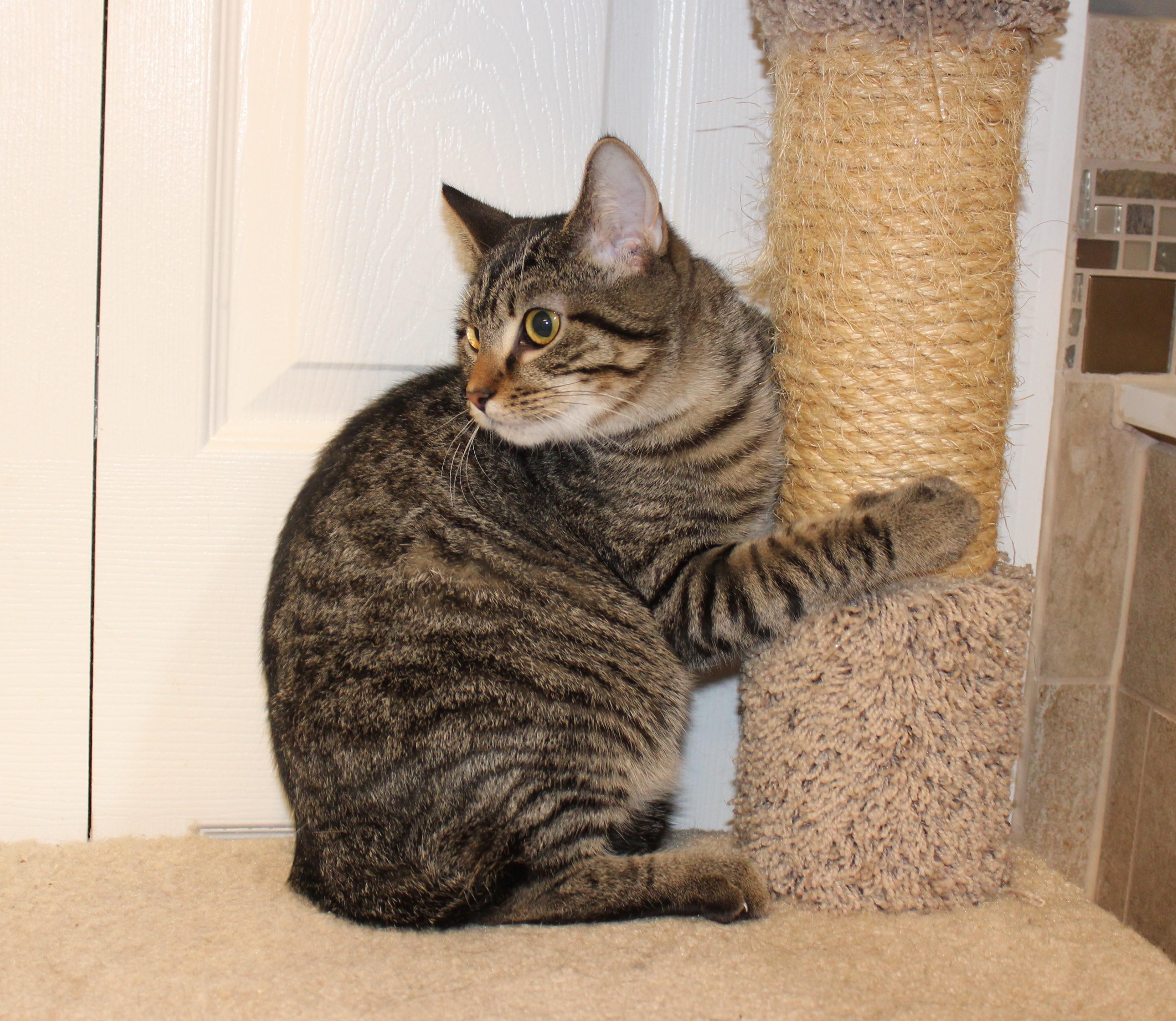 Heath, a Adoptable mixed breed in Ringwood, NJ image 2/6