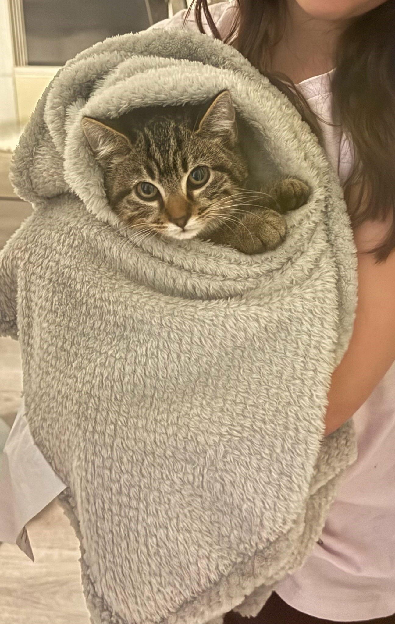 Heath, Adoptable, Kitten Male Tabby & Domestic Short Hair.