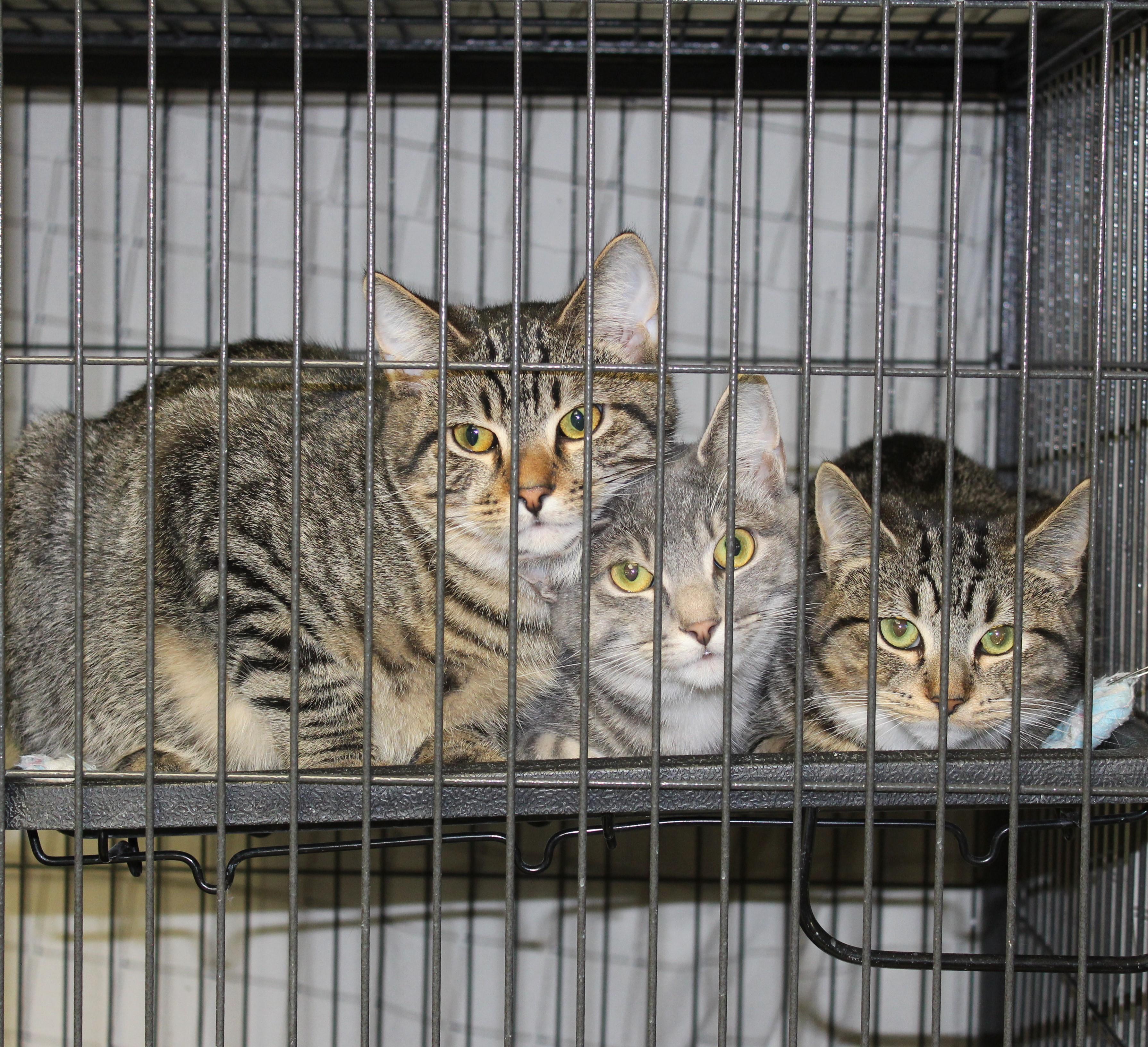 Heath, a Adoptable mixed breed in Ringwood, NJ image 3/6