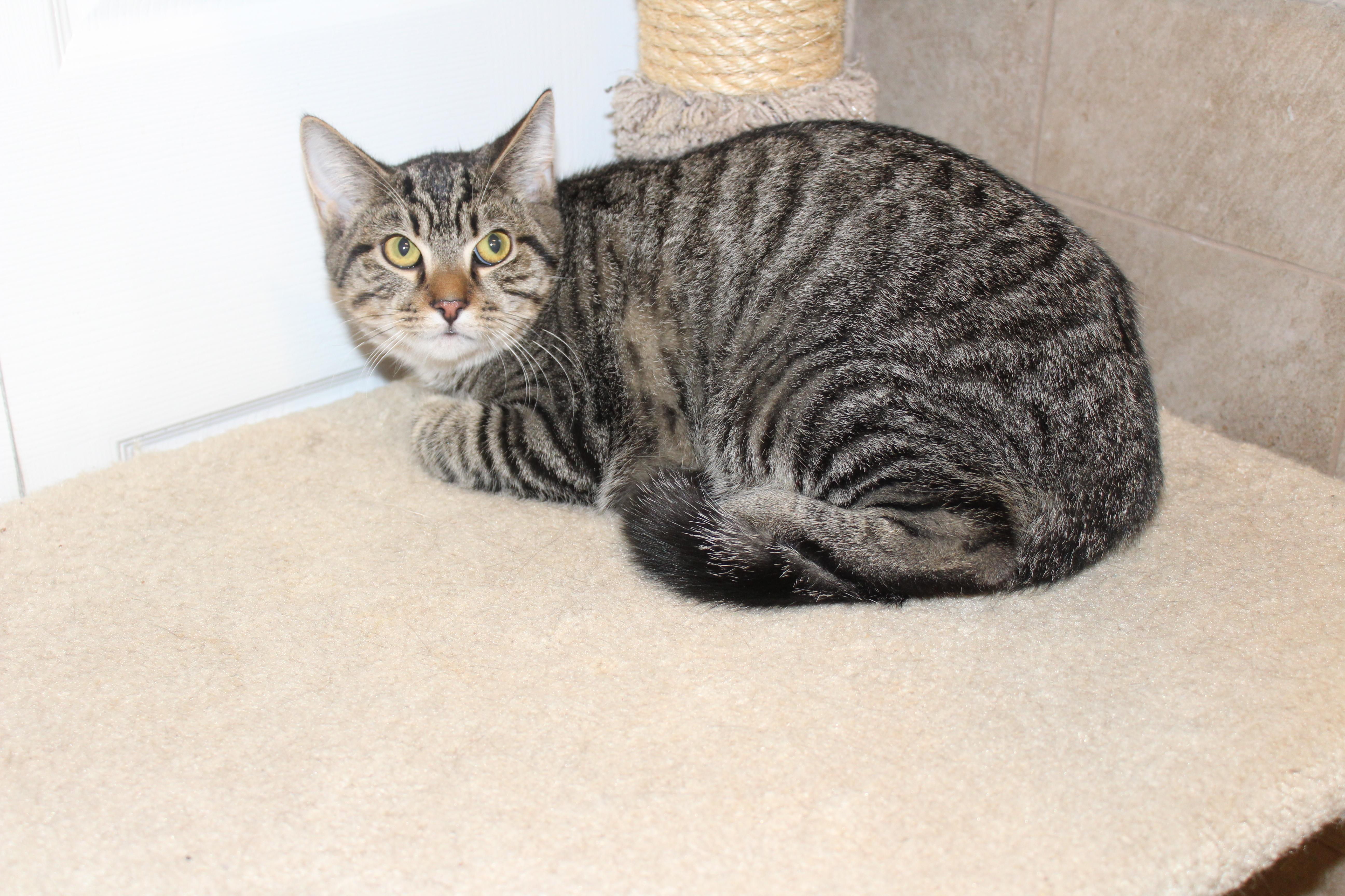 Heath, a Adoptable mixed breed in Ringwood, NJ image 6/6