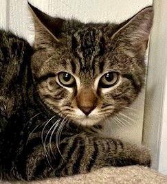 Heath, a Adoptable mixed breed in Ringwood, NJ image 2/3