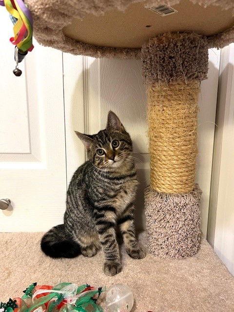 Heath, a Adoptable mixed breed in Ringwood, NJ image 3/3