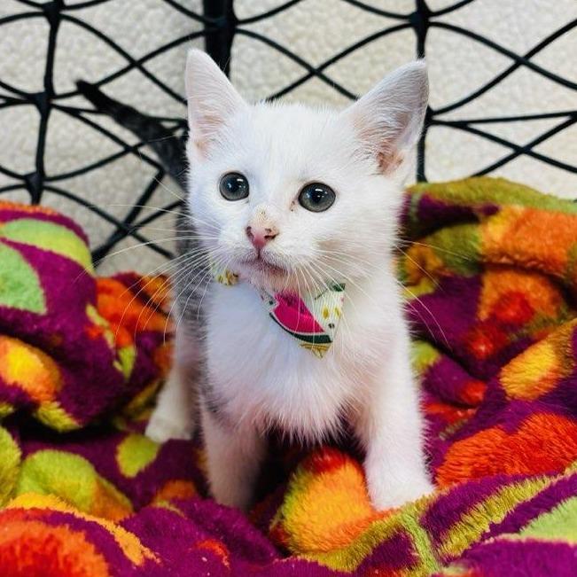 Enlarge Rufio, a Adoptable Domestic Short Hair in Walnut Cove, NC image 1/1