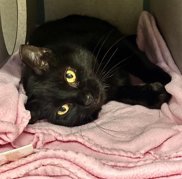 MARNIE, Adoptable, Adult Female Domestic Short Hair.