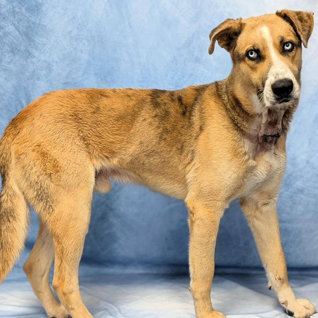 Enlarge Corporal, a Adoptable mixed breed in Buchanan Dam, TX image 4/6