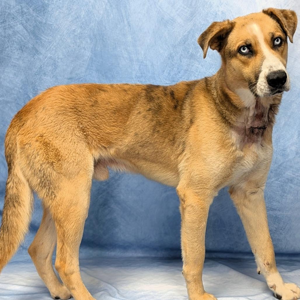 Enlarge Corporal, a Adoptable mixed breed in Buchanan Dam, TX image 6/6