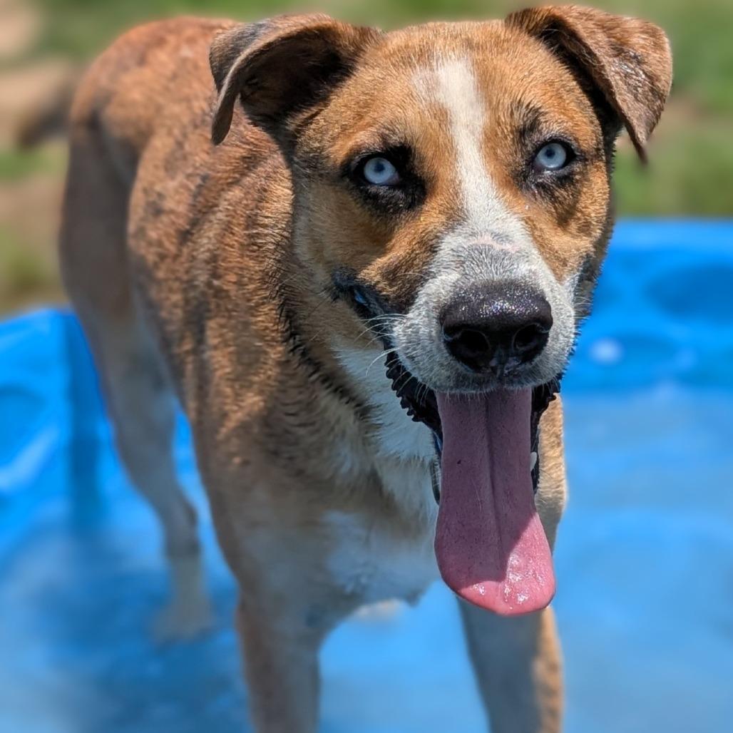 Corporal, a Adoptable mixed breed in Buchanan Dam, TX image 6/6